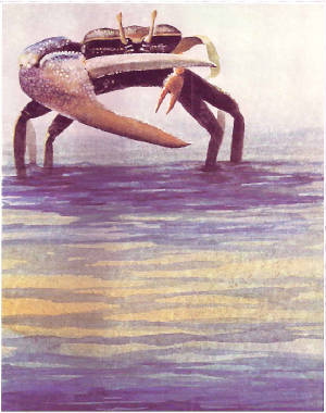 seahell2.jpg