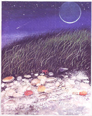 seashell3.jpg