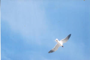 topsail201103.jpg
